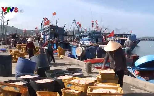 Cận Tết, ngư dân Quảng Ngãi trúng đậm "lộc biển"