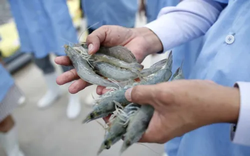 Đưa vào sử dụng khu nuôi tôm giống bố mẹ công nghệ cao ở Ninh Thuận