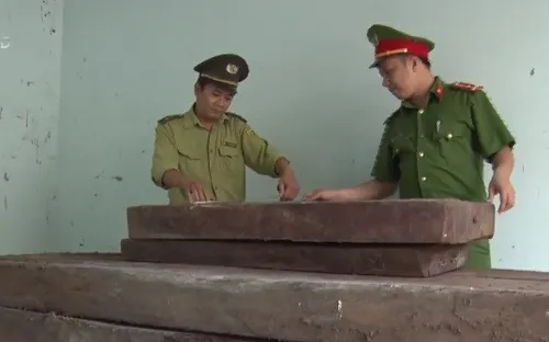Liên tiếp phát hiện các vụ vận chuyển lâm sản trái phép tại Bình Định