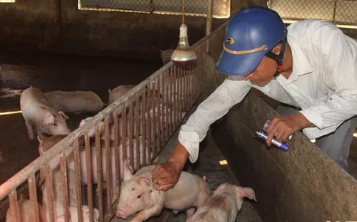 Hà Tĩnh xuất 40.000 liều vắc xin khống chế dịch lở mồm long móng