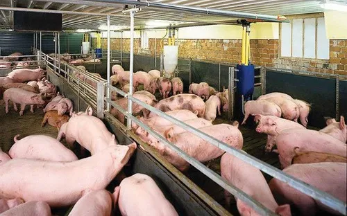 Gia Lai: Thêm 10 dự án đầu tư vào lĩnh vực chăn nuôi