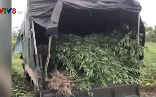 Thu giữ hơn 2000 cây cần sa ở Gia Lai