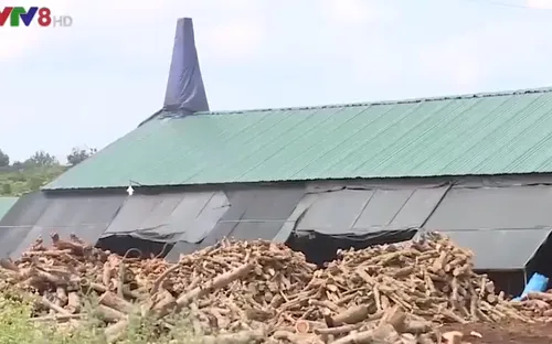 Đắk Lắk: "Nóng" tình trạng lò đốt than không phép