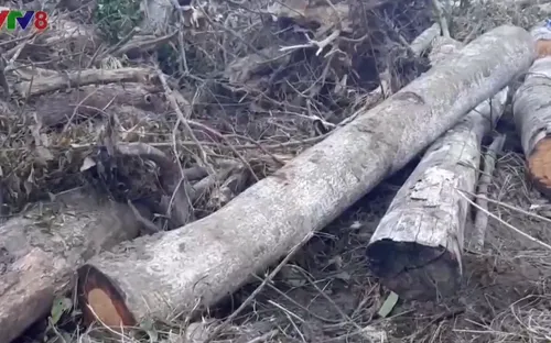 Xác định chủ mưu vụ phá rừng và lấn chiếm trái phép đất rừng ở Đà Lạt