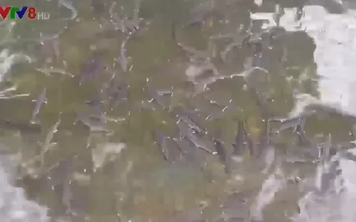 Thừa Thiên - Huế: Triển vọng từ mô hình nuôi cá tầm ở vùng cao