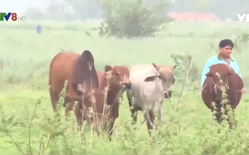 Mưu sinh giữa sông - rủi ro chực chờ mùa mưa lũ