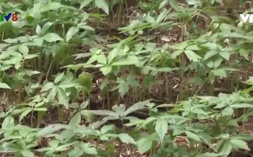 Gần 20 tỷ đồng thực hiện bảo tồn kiểm định sâm Ngọc Linh tại Quảng Nam