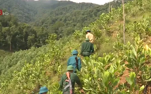 Thừa Thiên - Huế: Chung sức bảo vệ rừng, thắt chặt tình quân dân