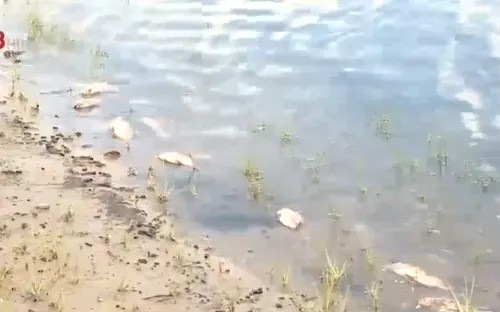 Cá chết hàng loạt tại Thừa Thiên - Huế