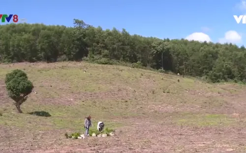 Khôi phục rừng trồng chết do nắng hạn