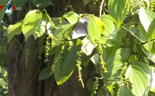 Huyện Hướng Hóa, tỉnh Quảng Trị tìm giải pháp cho người trồng cà phê