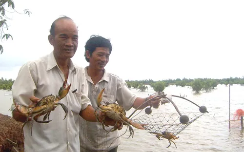 Cua biển Trà Vinh vào vụ thu hoạch đợt 2, giá cao