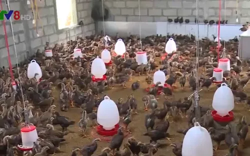 Thừa Thiên - Huế chuyển đổi hình thức chăn nuôi