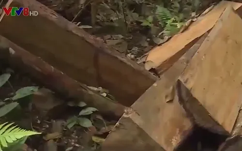 Quảng Bình khởi tố trạm trưởng kiểm lâm để xảy ra phá rừng