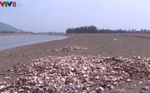 Hà Tĩnh: Đã xác định được nguyên nhân ngao chết hàng loạt ở huyện Lộc Hà