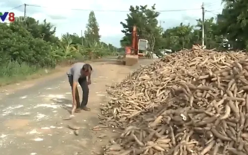 Bệnh khảm lá vi rút đe dọa vùng nguyên liệu sắn tại Gia lai