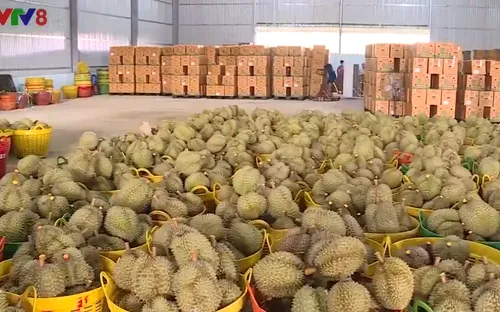 Đắk Lắk phát triển vùng sầu riêng VietGap