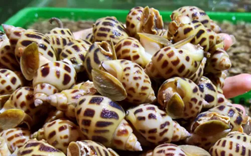 Ốc hương Khánh Hoà rớt giá kỷ lục