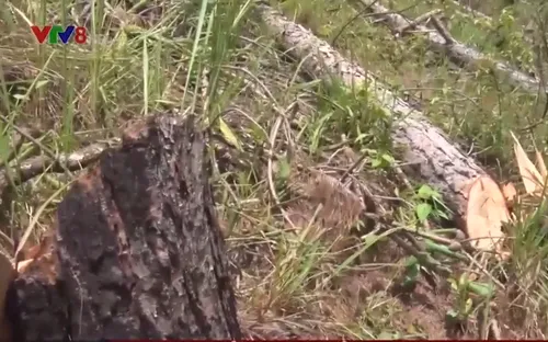 Lâm Đồng: Rừng thông gần 20 năm tuổi lại bị triệt hạ