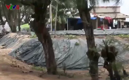 Quảng Ngãi: Nhức nhối tình trạng xâm chiếm rừng phòng hộ xây hồ nuôi tôm