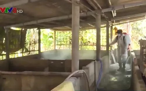 Hà Tĩnh:Dịch tả lợn châu Phi diễn biến phức tạp, hơn 11.000 gia súc tiêu hủy