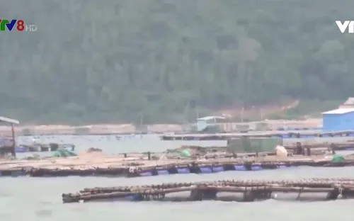 Phú yên: Đảm bảo an toàn cho các lồng bè nuôi trồng thủy sản