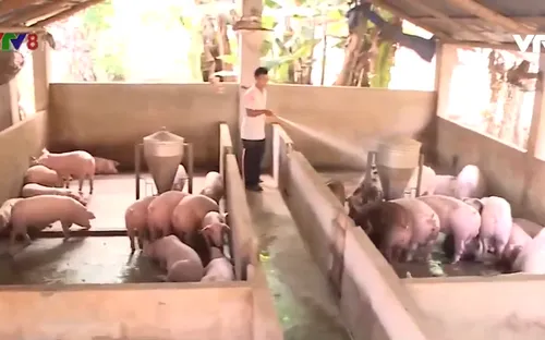 Quảng Nam khó tái đàn sau dịch tả lợn Châu Phi