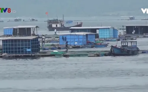 Di dời hơn 34.000 lồng bè ở huyện Vạn Ninh, Khánh Hoà