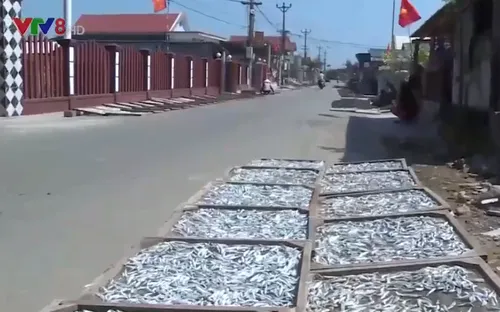 Quảng Trị: Ô nhiễm từ các cơ sở hấp sấy cá