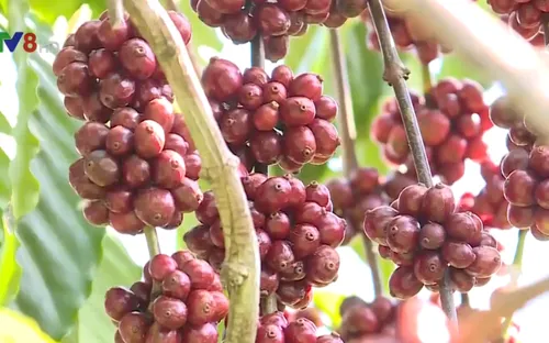 Tây Nguyên thiếu nhân công thu hái cà phê