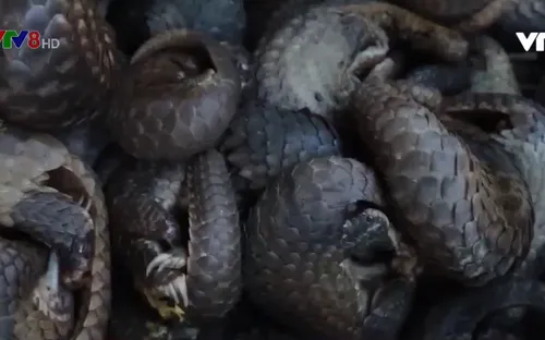 Động vật hoang dã trước nguy cơ tuyệt chủng do săn bắt