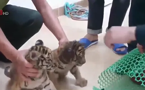 Hà Tĩnh: Truy tìm đối tượng vận chuyển 2 cá thể Hổ