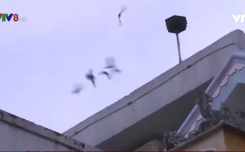 Thừa Thiên - Huế rà soát quy hoạch nuôi chim yến trong khu dân cư