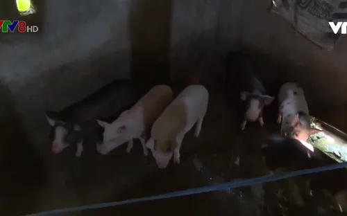 Quảng Nam: Người dân cân nhắc tái đàn