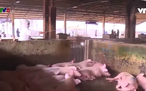 Thừa Thiên - Huế: Khó khăn tái đàn do dịch tả lợn Châu Phi