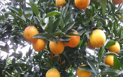 Khai hội cam Cao Phong tại Hòa Bình