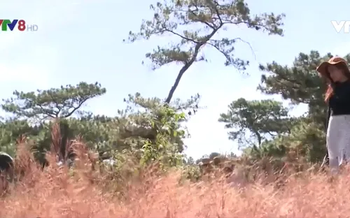 Gia Lai: Ngày hội cỏ hồng và phiên chợ nông sản