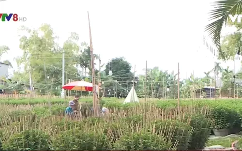 Thừa Thiên - Huế: Nông dân sẵn sàng cho vụ hoa Tết