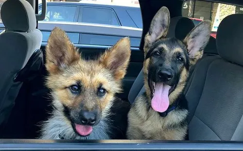 Chó mang gien độc đáo cả đời trông như chú cún con