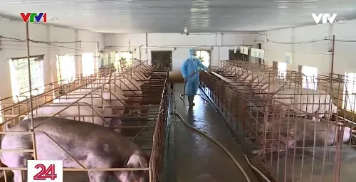 Xử phạt tái đàn lợn sai quy định