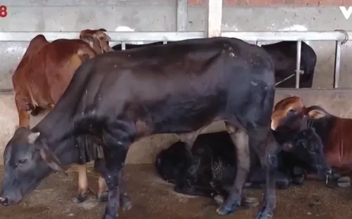 Quảng Ngãi xuất hiện ổ dịch lở mồm long móng