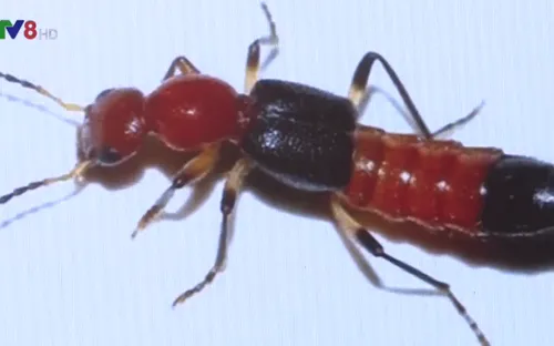 Cảnh giác với kiến ba khoang