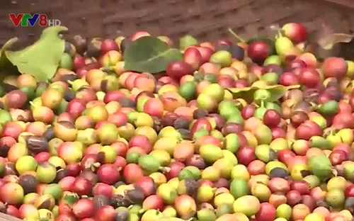 Quảng Trị: Người trồng cà phê gặp khó khăn