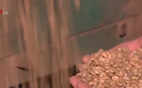 Giá cà phê thấp kỷ lục trong 10 năm qua