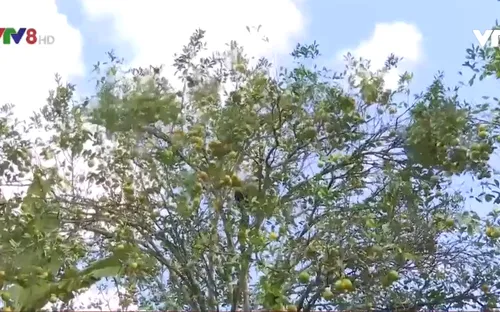 Công bố rừng Cam Tuyết trên đỉnh Trường Sơn