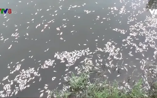 Quảng Trị xuất hiện cá chết hàng loạt tại hồ trung tâm thành phố
