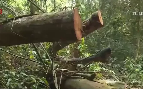 Quảng Bình bắt tạm giam trạm trưởng kiểm lâm vụ phá rừng Phong Nha - Kẻ Bàng