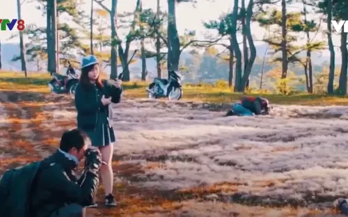 Lâm Đồng: Mùa hội cỏ hồng Lang Biang sẽ diễn ra từ ngày 16/11