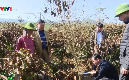 Gần 600ha cà phê ở Sơn La chết cháy do sương muối