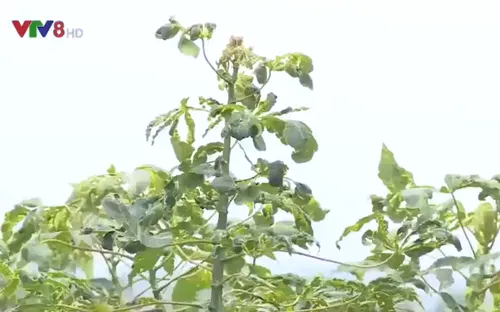 Mất mùa sắn do tích trữ sắn nhiễm bệnh khảm lá